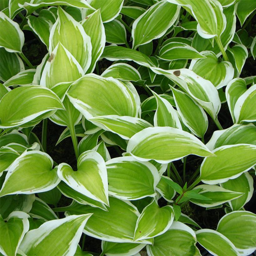 Hosta Emily Dickinson - Garten-Funkie (Foliage)