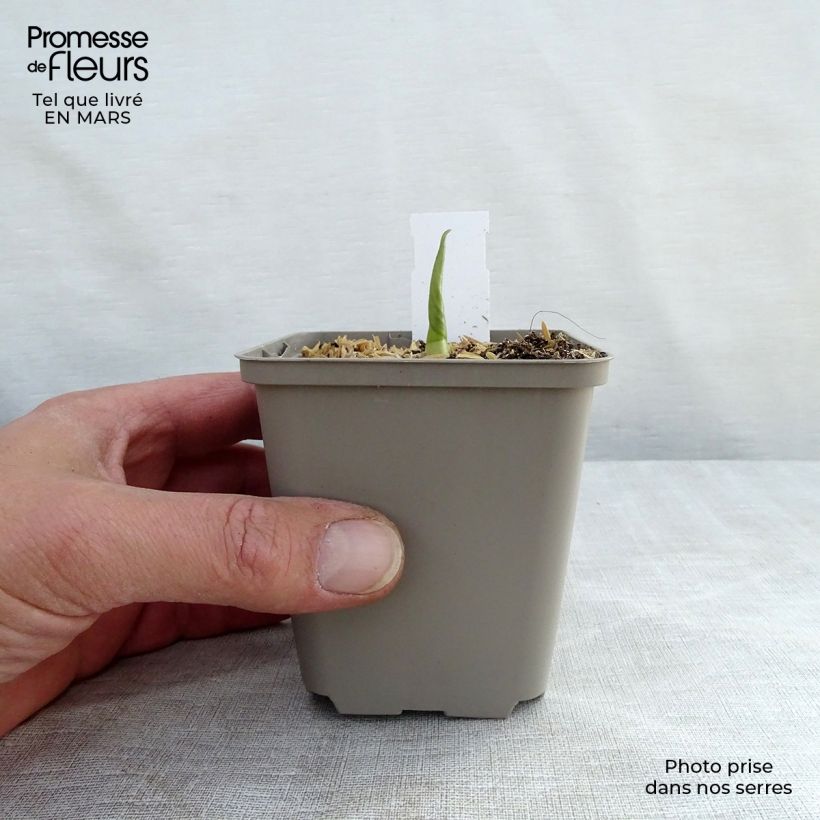 Exemplar von Hosta Empress Wu - Garten-Funkie Kleine Töpfe von 8/9 cm wie im Winter geliefert