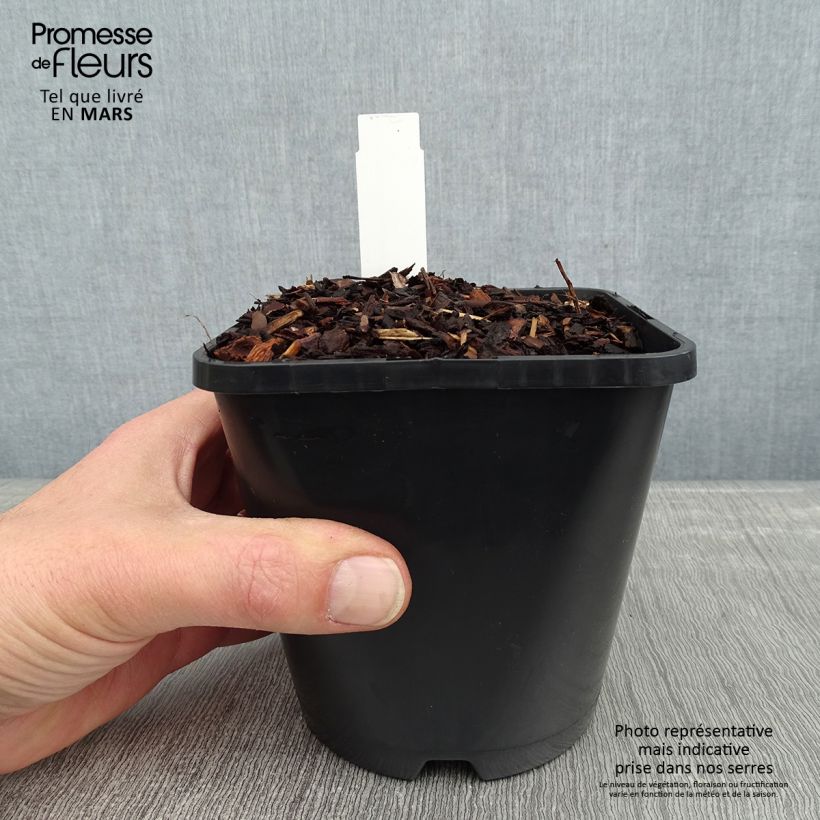 Exemplar von Hosta Empress Wu - Garten-Funkie Topf mit 1,5L/2L wie im Winter geliefert