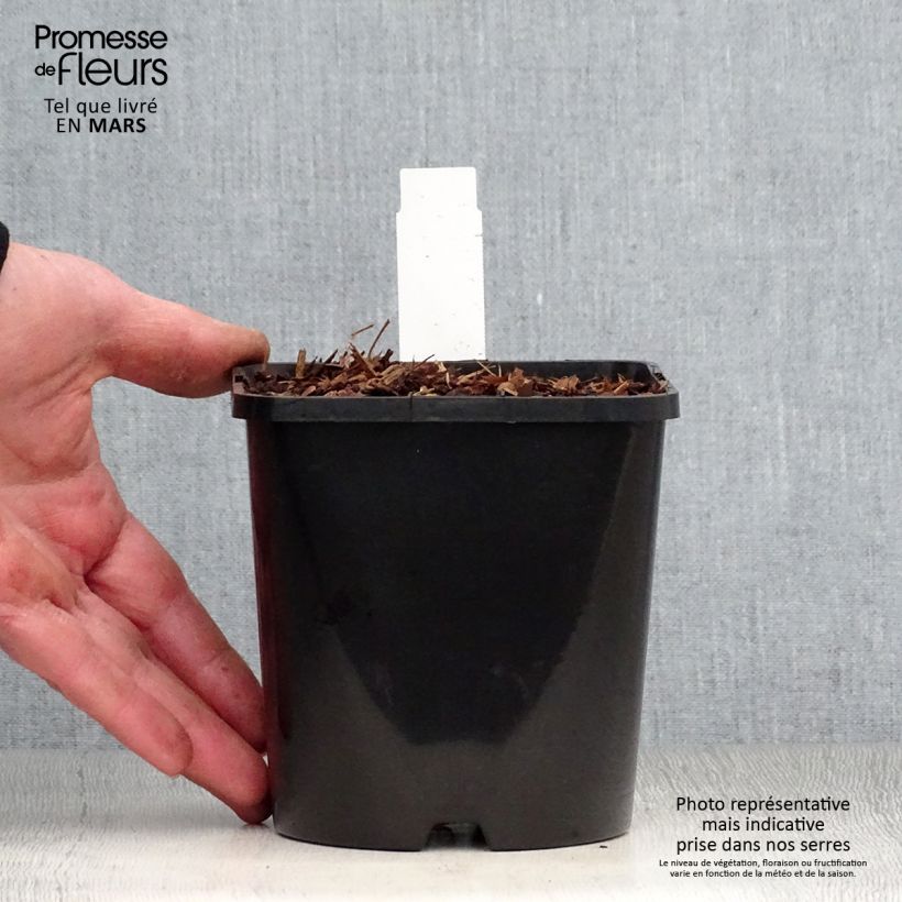 Exemplar von Hosta Empress Wu - Garten-Funkie Topf mit 1,5L/2L wie im Frühjahr geliefert