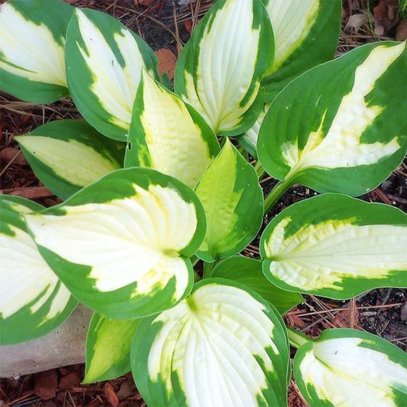 Hosta Eskimo Pie - Garten-Funkie (Foliage)