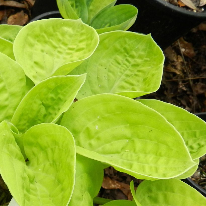 Hosta Eye Catcher - Garten-Funkie (Foliage)