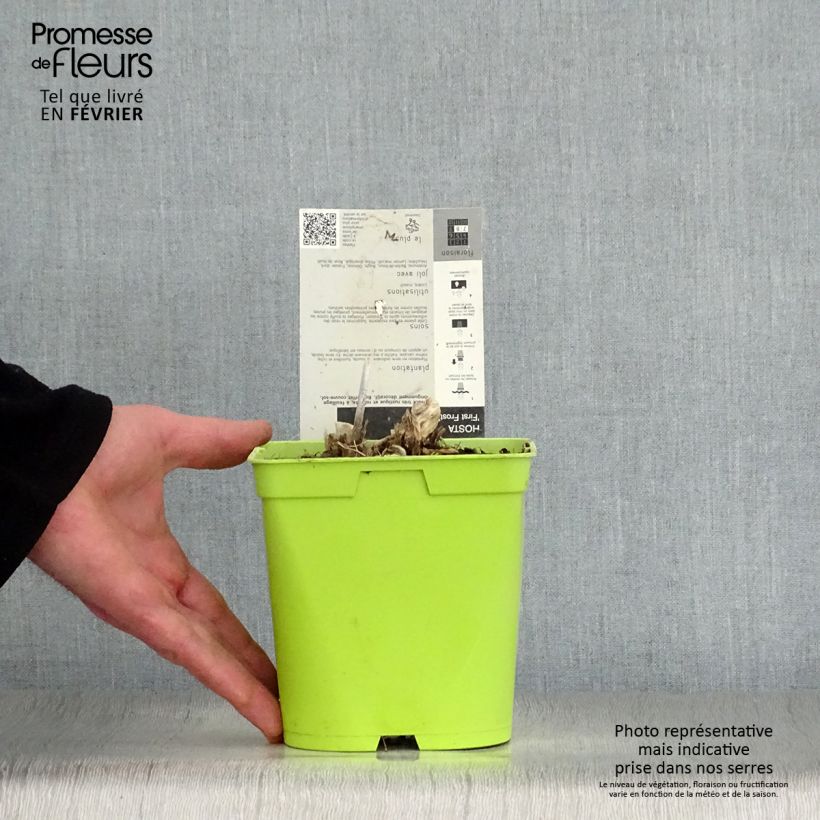Exemplar von Hosta First Frost - Garten-Funkie Topf mit 2L/3L wie im Winter geliefert