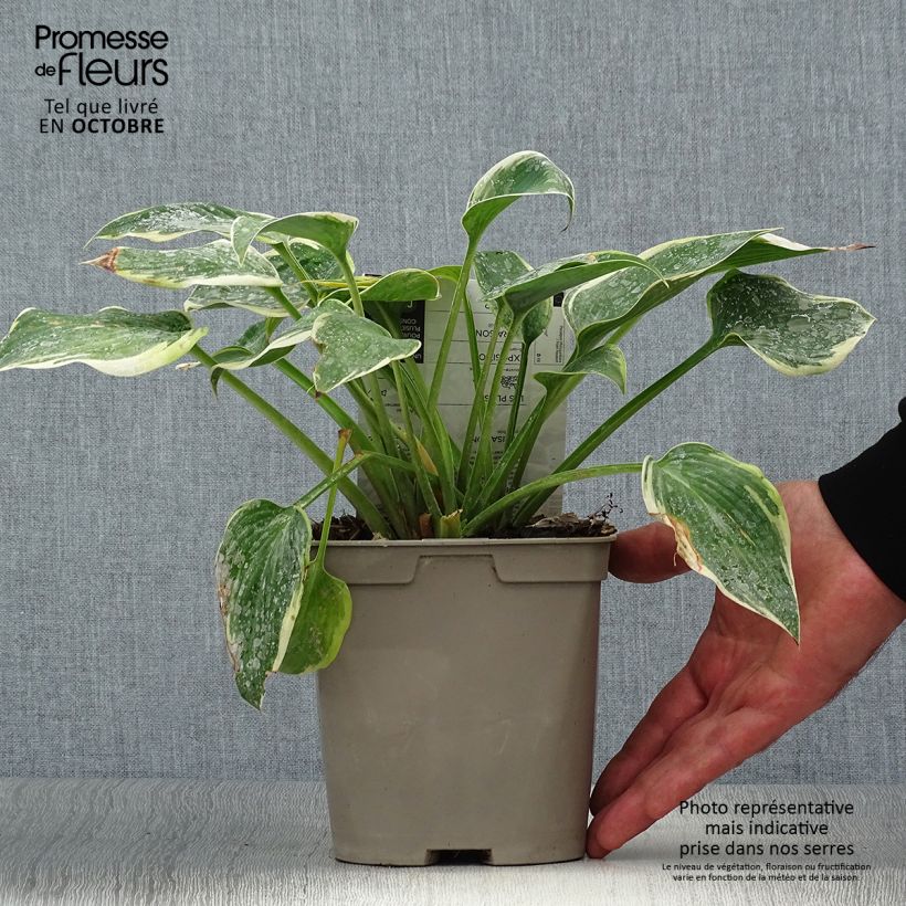 Example of Hosta First Frost - Garten-Funkie Topf mit 2L/3L as you get in automne