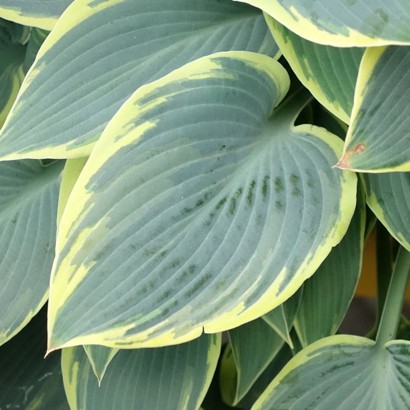 Hosta First Frost - Garten-Funkie (Foliage)