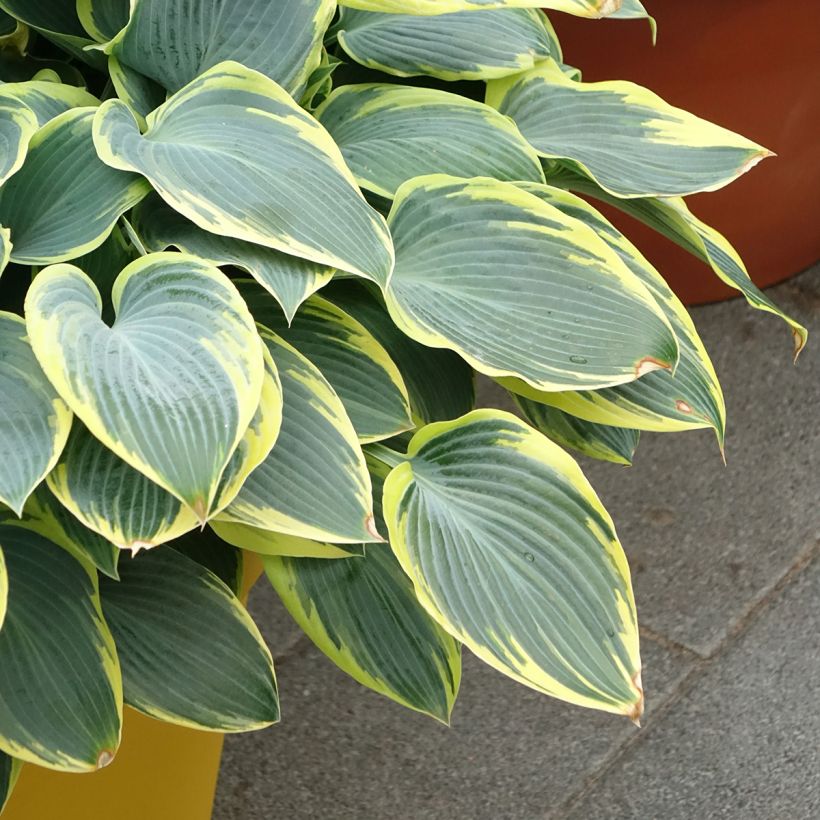 Hosta First Frost - Garten-Funkie (Plant habit)