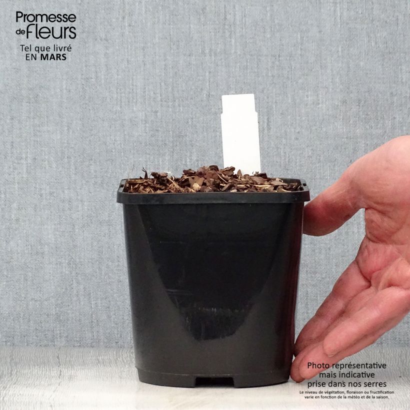 Exemplar von Hosta Forbidden Fruit - Garten-Funkie Topf mit 1,5L/2L wie im Frühjahr geliefert