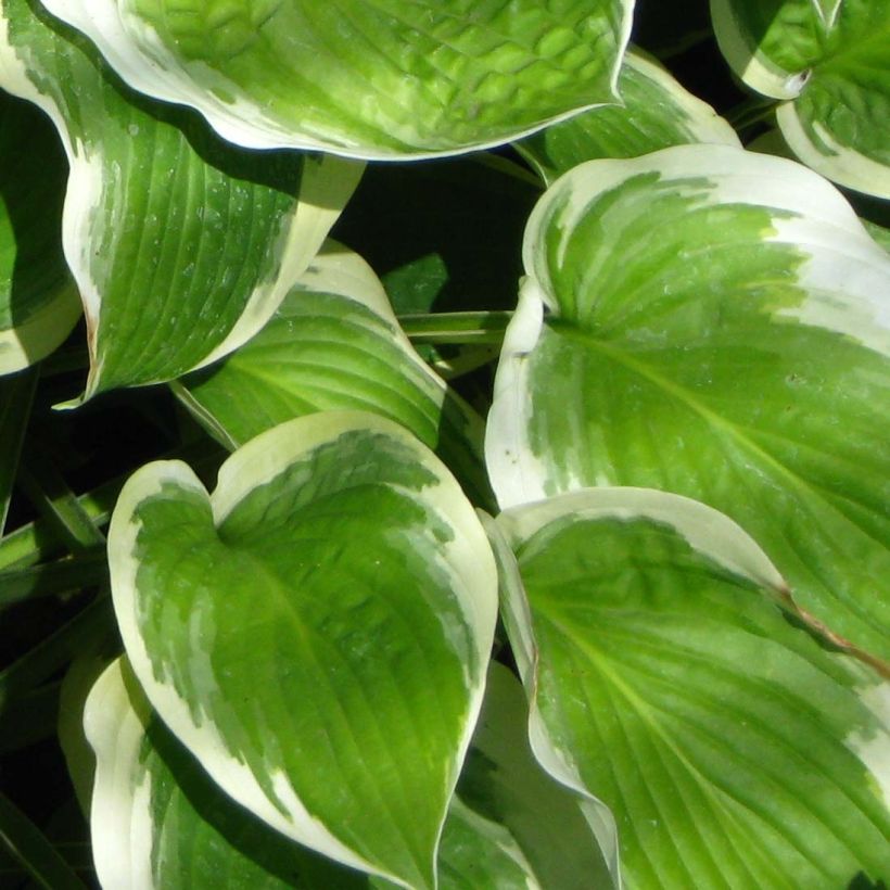 Hosta Formal Attire - Garten-Funkie (Foliage)