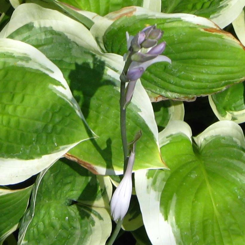 Hosta Formal Attire - Garten-Funkie (Flowering)