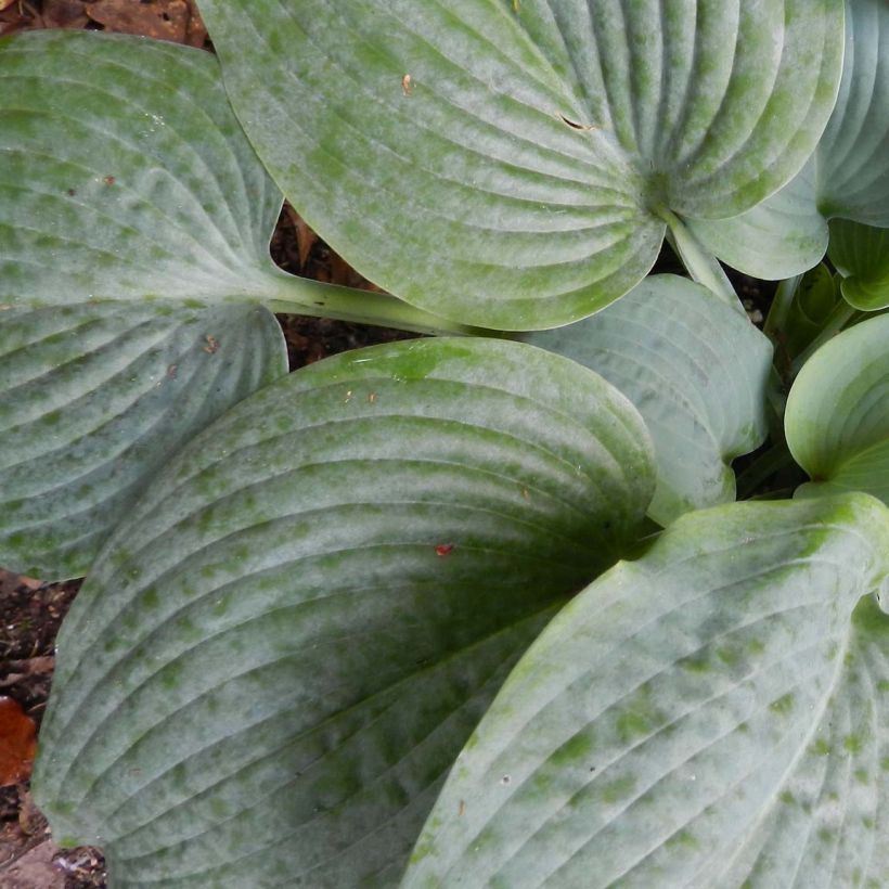 Hosta Fragrant Blue - Garten-Funkie (Foliage)