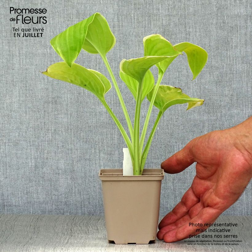 Exemplar von Hosta Fragrant Bouquet - Garten-Funkie Kleine Töpfe von 8/9 cm wie im Sommer geliefert