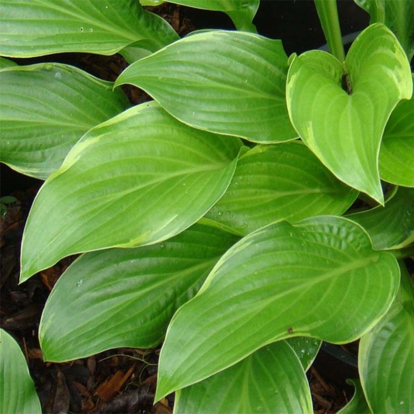 Hosta Fragrant Fire - Garten-Funkie (Foliage)