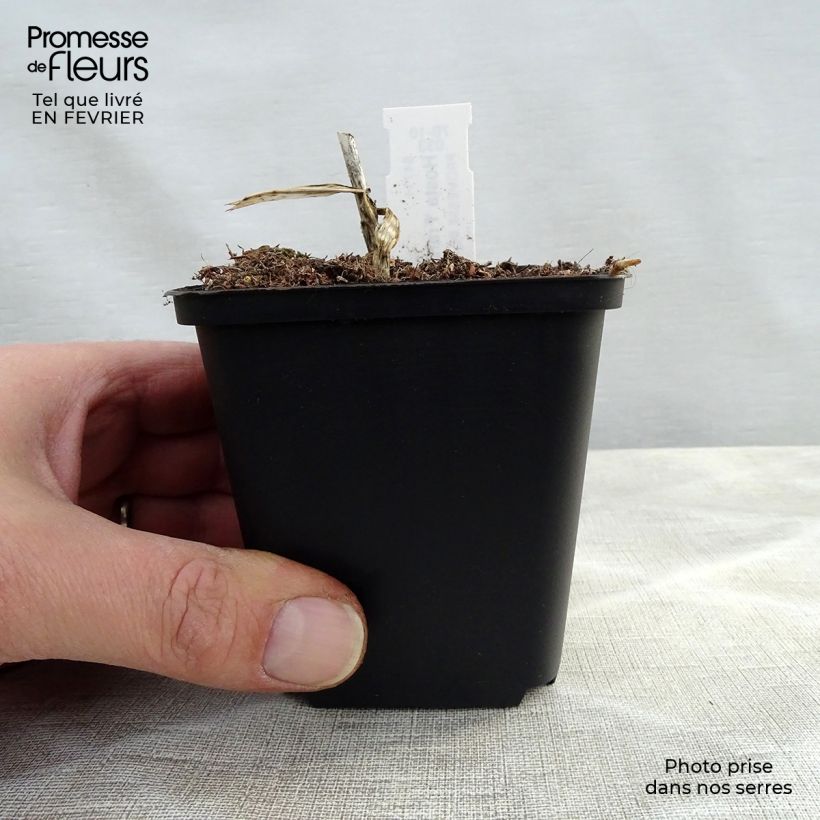 Exemplar von Hosta fortunei Francee - Garten-Funkie Kleine Töpfe von 8/9 cm wie im Winter geliefert