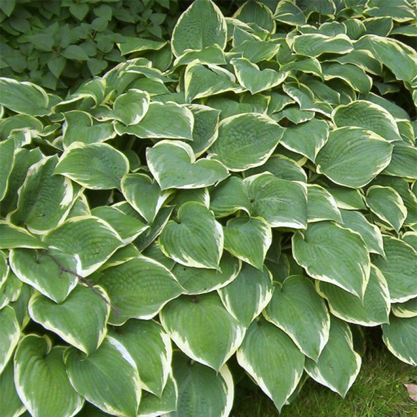 Hosta Fringe Benefit - Garten-Funkie (Plant habit)