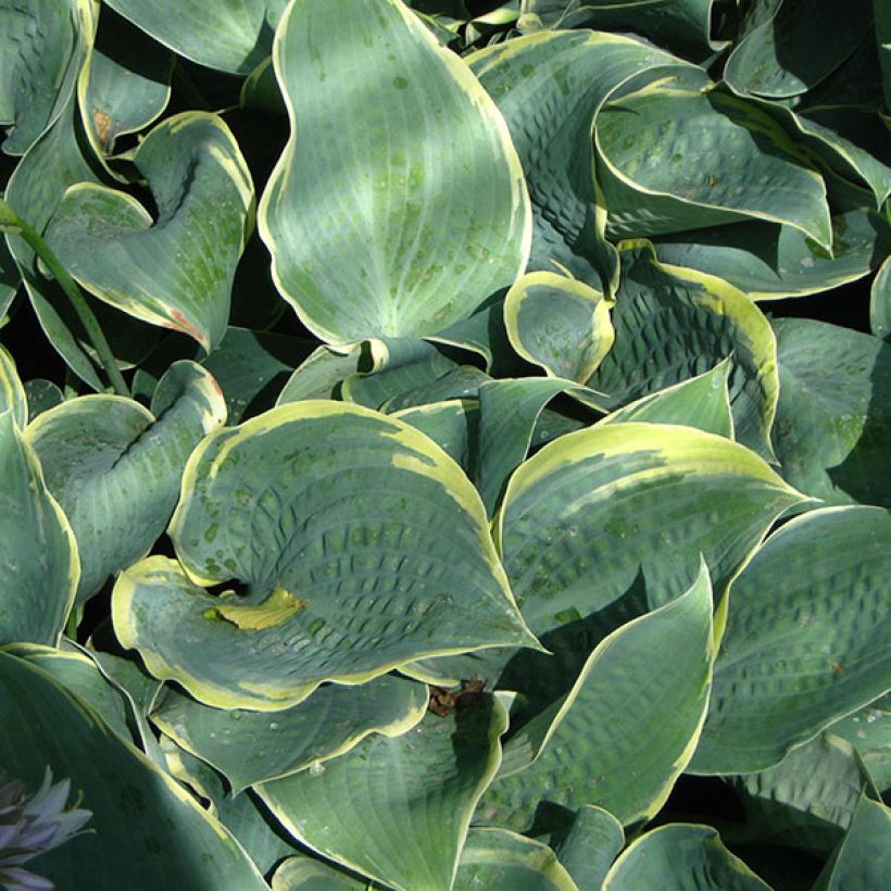 Hosta Dimples - Garten-Funkie (Foliage)