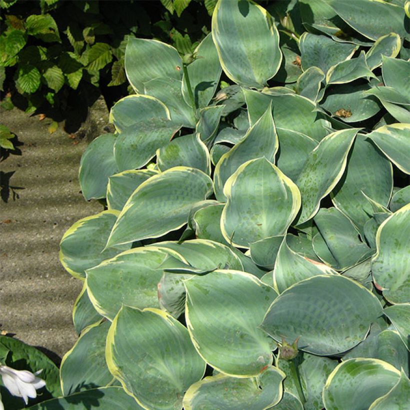 Hosta Dimples - Garten-Funkie (Plant habit)