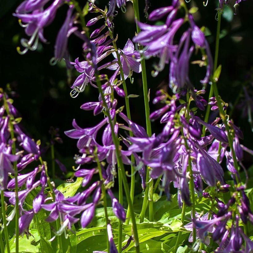 Hosta Gold Edger - Garten-Funkie (Flowering)