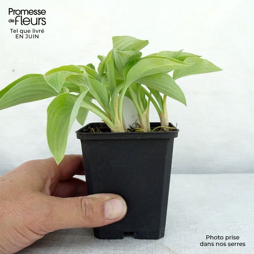 Example of Hosta Gold Edger - Garten-Funkie Kleine Töpfe von 8/9 cm as you get in ete