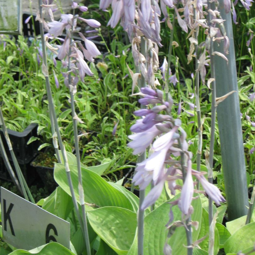 Hosta Gold Regal - Garten-Funkie (Flowering)