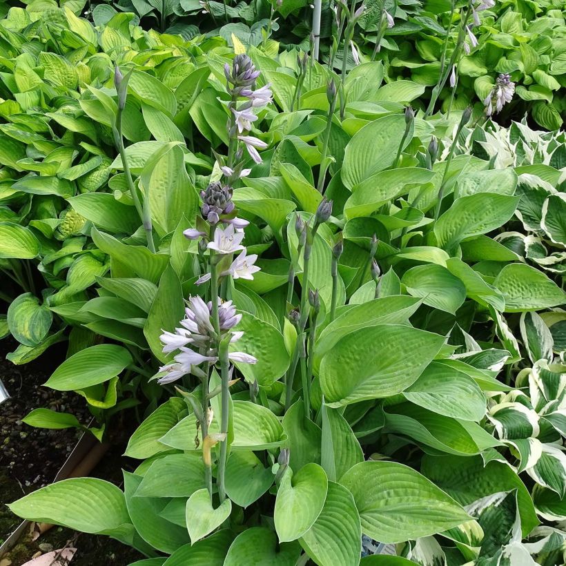 Hosta Gold Regal - Garten-Funkie (Plant habit)