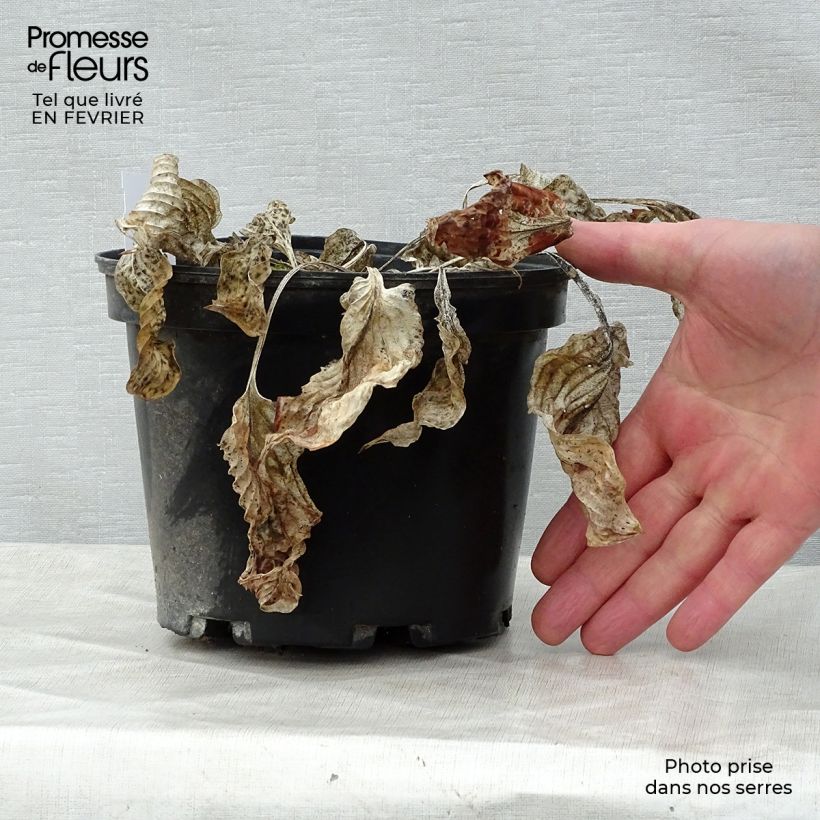 Example of Hosta Gold Regal - Garten-Funkie Topf mit 2L/3L as you get in hiver