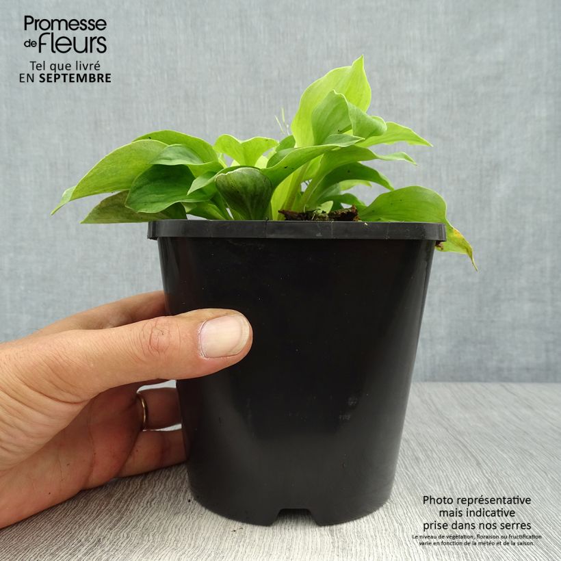 Example of Hosta Golden Needles - Garten-Funkie Topf mit 1,5L/2L as you get in automne