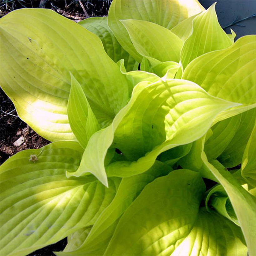 Hosta Golden Prayers - Garten-Funkie (Foliage)