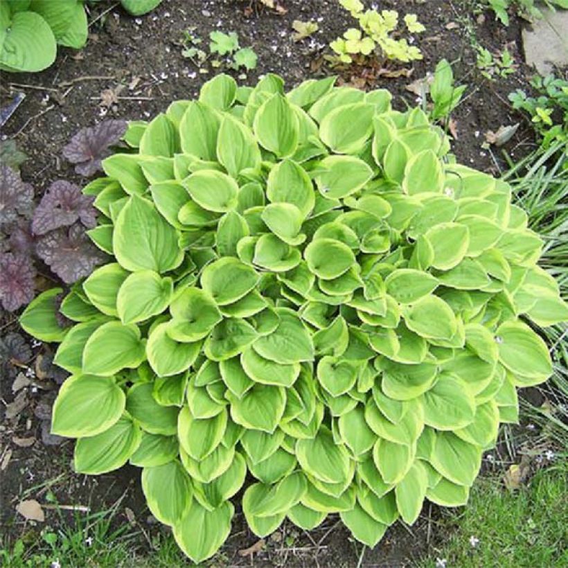 Hosta Golden Tiara - Garten-Funkie (Foliage)