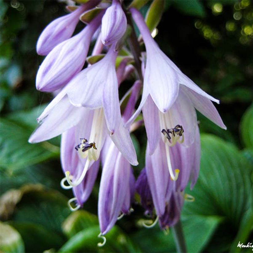 Hosta Golden Tiara - Garten-Funkie (Flowering)