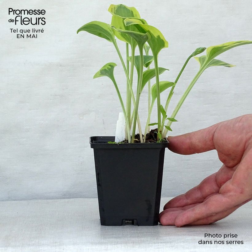 Exemplar von Hosta Golden Tiara - Garten-Funkie Kleine Töpfe von 8/9 cm wie im Frühjahr geliefert