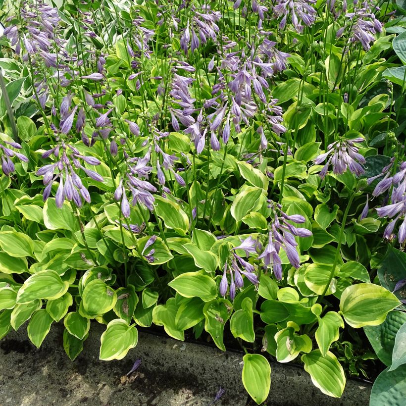 Hosta Golden Tiara - Garten-Funkie (Plant habit)