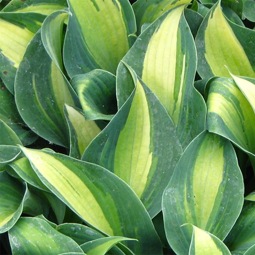 Hosta Grand Marquee - Garten-Funkie (Foliage)