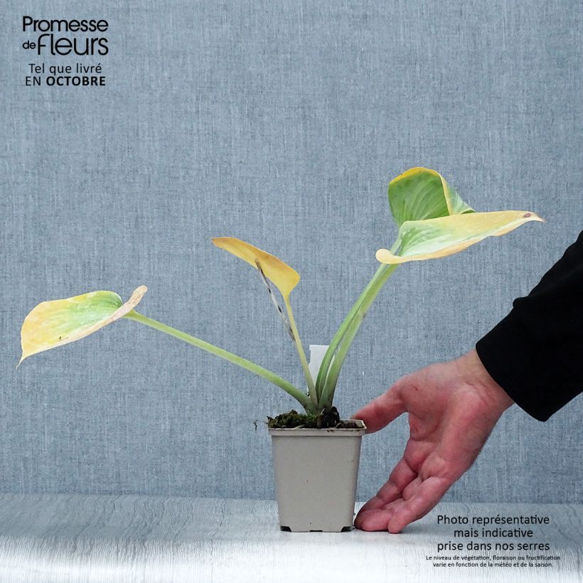 Example of Hosta Grand Marquee - Garten-Funkie Kleine Töpfe von 8/9 cm as you get in automne