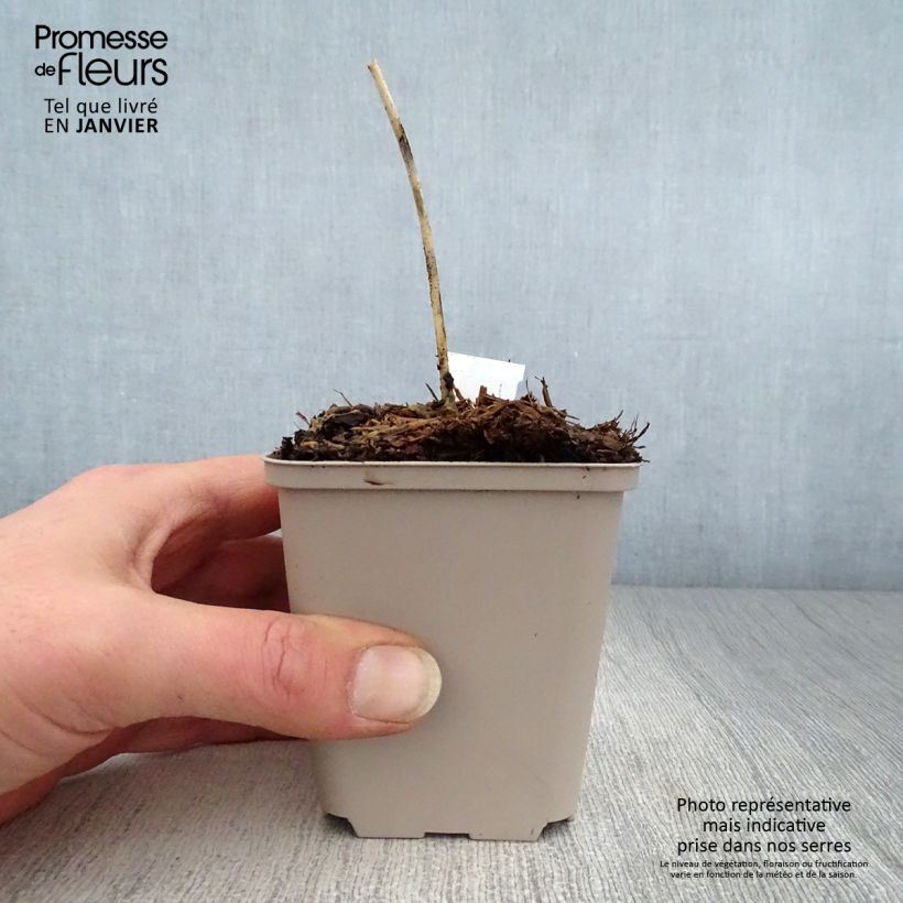 Exemplar von Hosta Grand Marquee - Garten-Funkie Kleine Töpfe von 8/9 cm wie im Winter geliefert