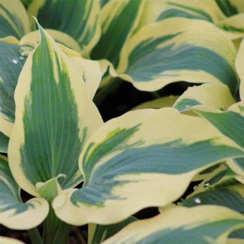 Hosta Great Escape - Garten-Funkie (Foliage)
