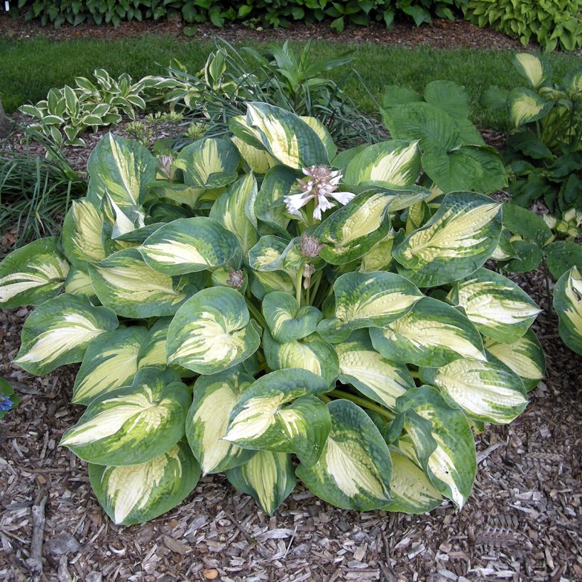 Hosta Great Expectations - Garten-Funkie (Hafen)