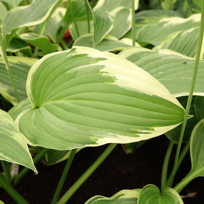 Hosta Great Expectations - Garten-Funkie (Foliage)