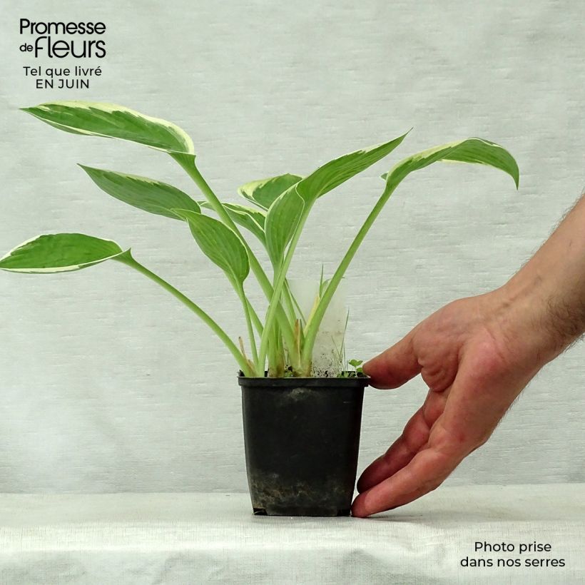 Example of Hosta Green Gold - Garten-Funkie Kleine Töpfe von 8/9 cm as you get in ete