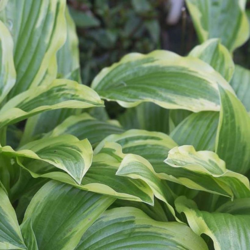 Hosta Ground Master - Garten-Funkie (Foliage)