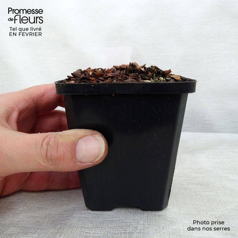 Example of Hosta Ground Master - Garten-Funkie Kleine Töpfe von 8/9 cm as you get in hiver