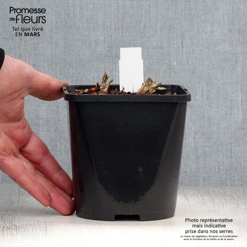 Exemplar von Hosta Guacamole - Garten-Funkie Topf mit 1,5L/2L wie im Frühjahr geliefert