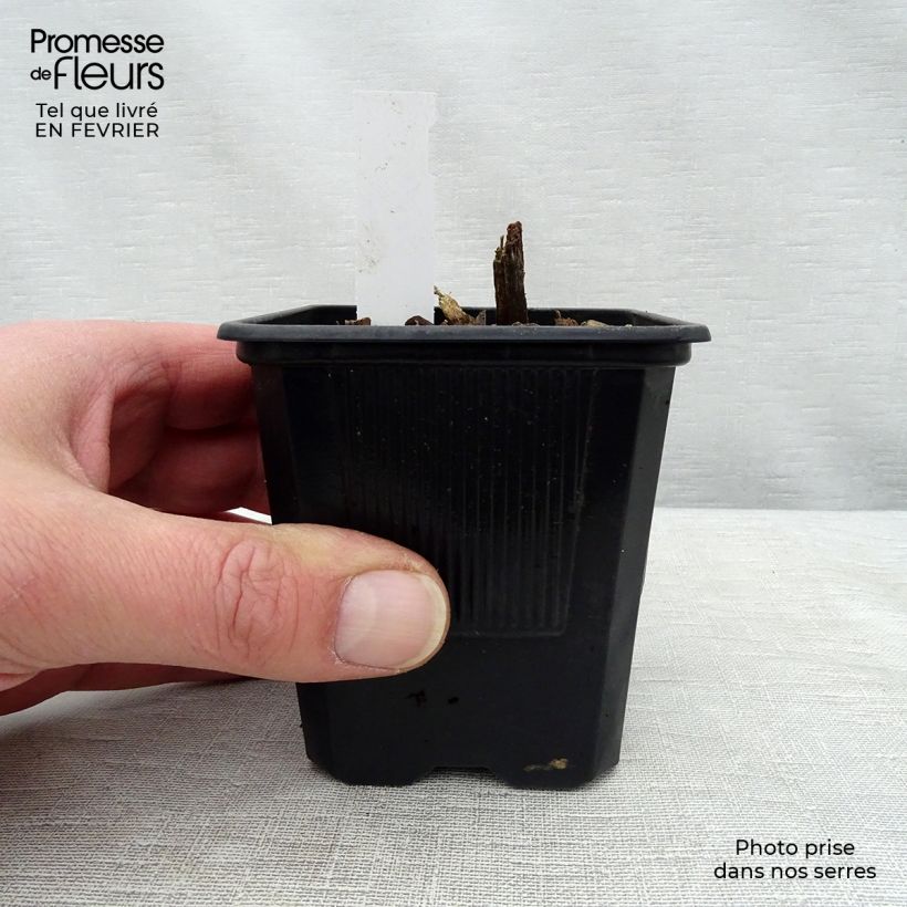 Exemplar von Hosta tardiana Halcyon - Garten-Funkie Kleine Töpfe von 8/9 cm wie im Winter geliefert