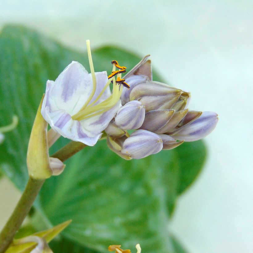 Hosta tardiana Halcyon - Garten-Funkie (Flowering)