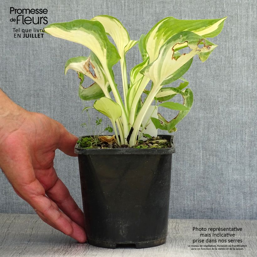 Example of Hosta Hans - Garten-Funkie Topf mit 1,5L/2L as you get in ete