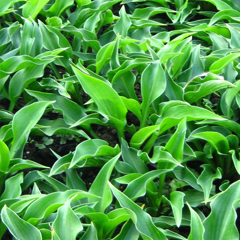 Hosta Harry Van Trier - Garten-Funkie (Foliage)