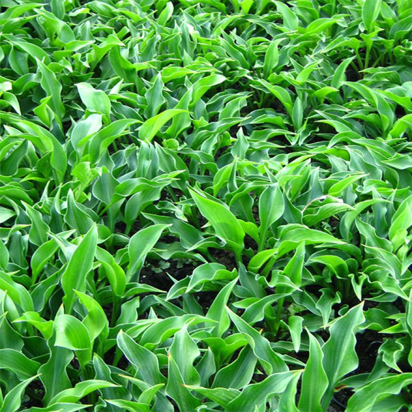 Hosta Harry Van Trier - Garten-Funkie (Plant habit)