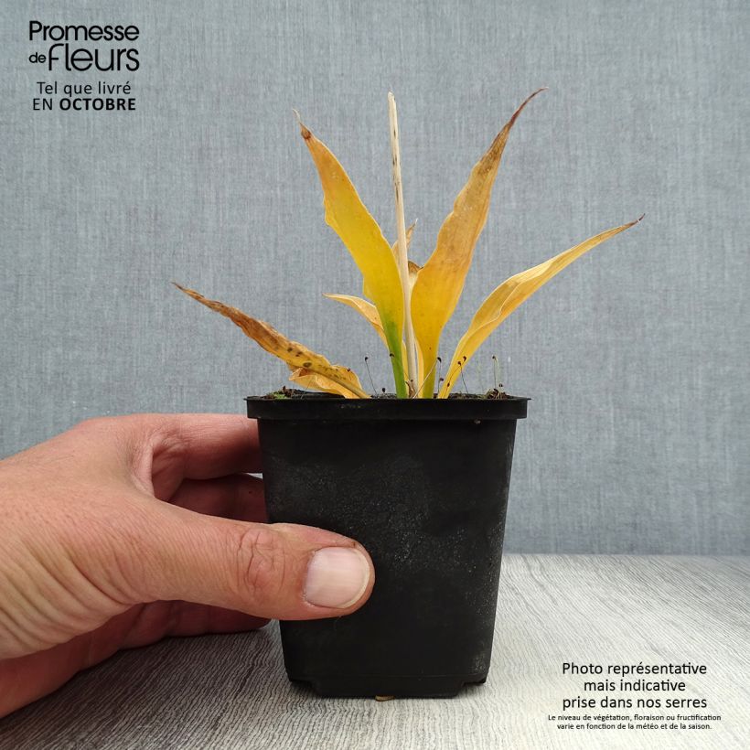Example of Hosta Harry Van Trier - Garten-Funkie Kleine Töpfe von 8/9 cm as you get in automne