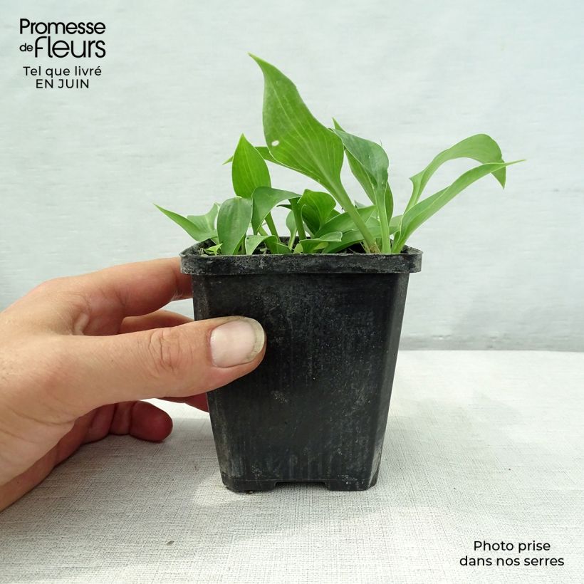 Exemplar von Hosta Harry Van Trier - Garten-Funkie Kleine Töpfe von 8/9 cm wie im Sommer geliefert