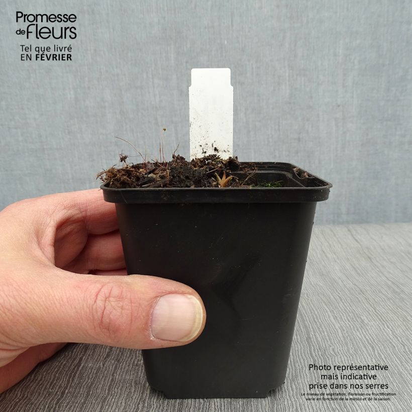 Exemplar von Hosta Harry Van Trier - Garten-Funkie Kleine Töpfe von 8/9 cm wie im Winter geliefert