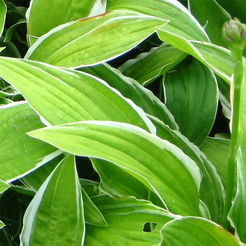 Hosta Herifu - Garten-Funkie (Foliage)